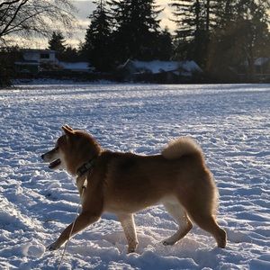 Meet your Posher, Yoko